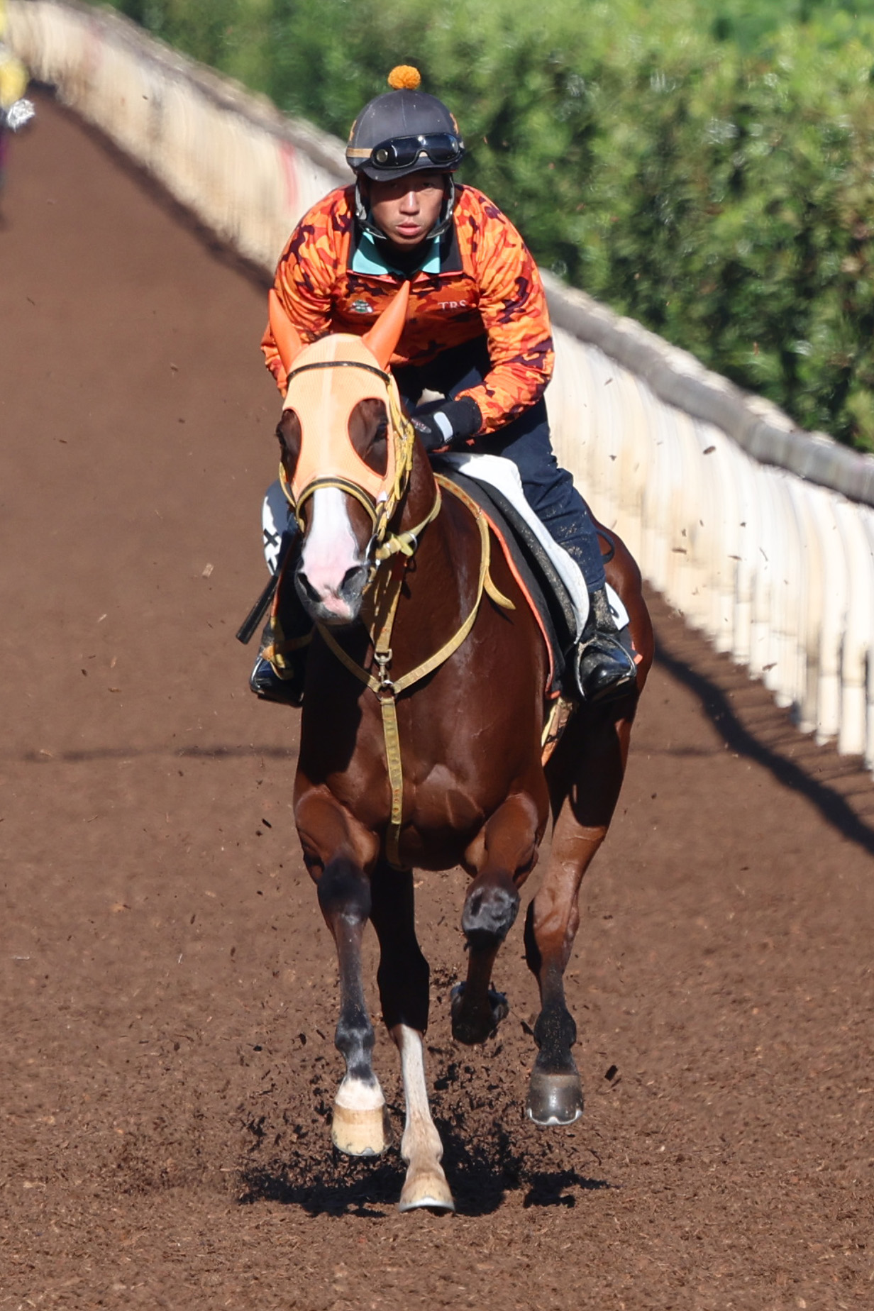 坂路2本目を強めに追い切られたナミュール