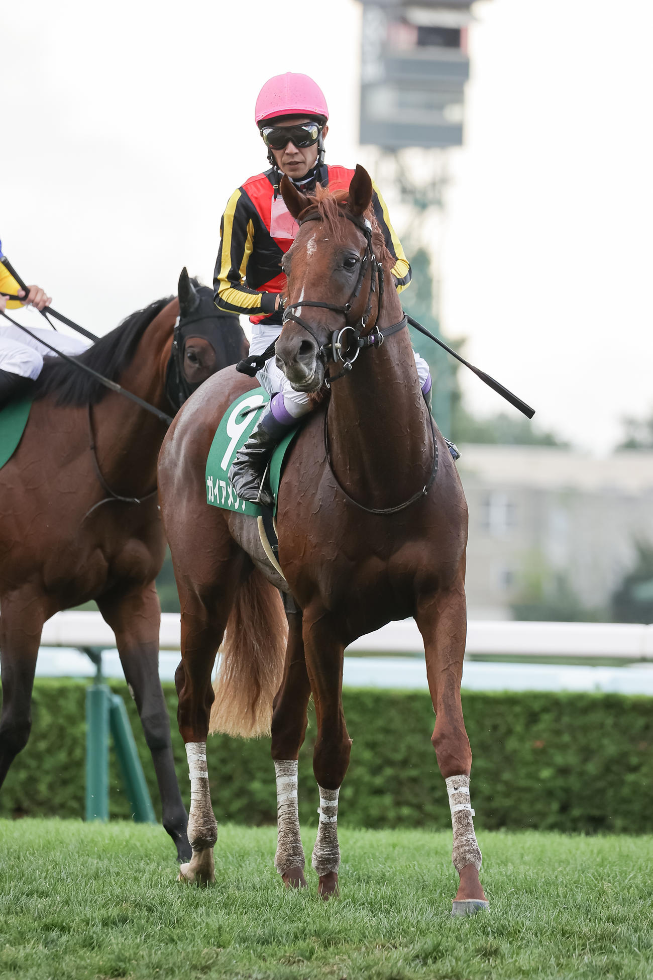 札幌2歳S6着に敗れたガイアメンテ（2023年9月2日撮影）