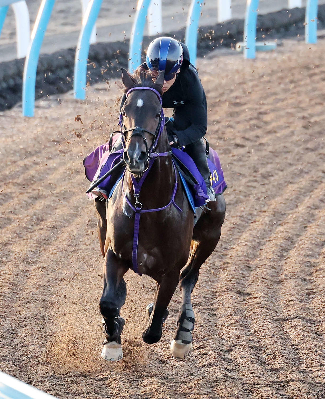 美浦ウッドで追い切るウインオーディン（撮影・鈴木正人）