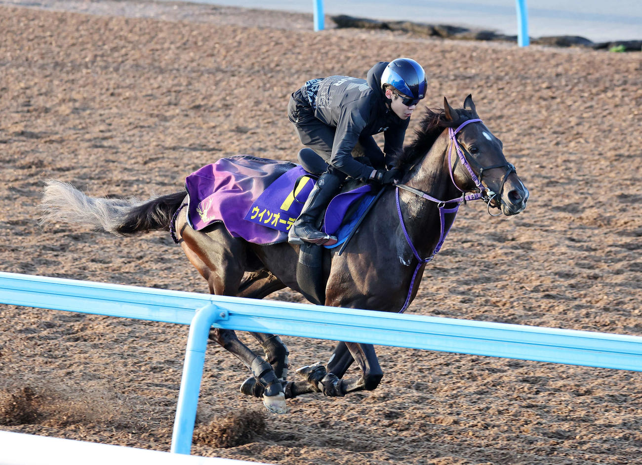 美浦ウッドで追い切るウインオーディン（撮影・鈴木正人）