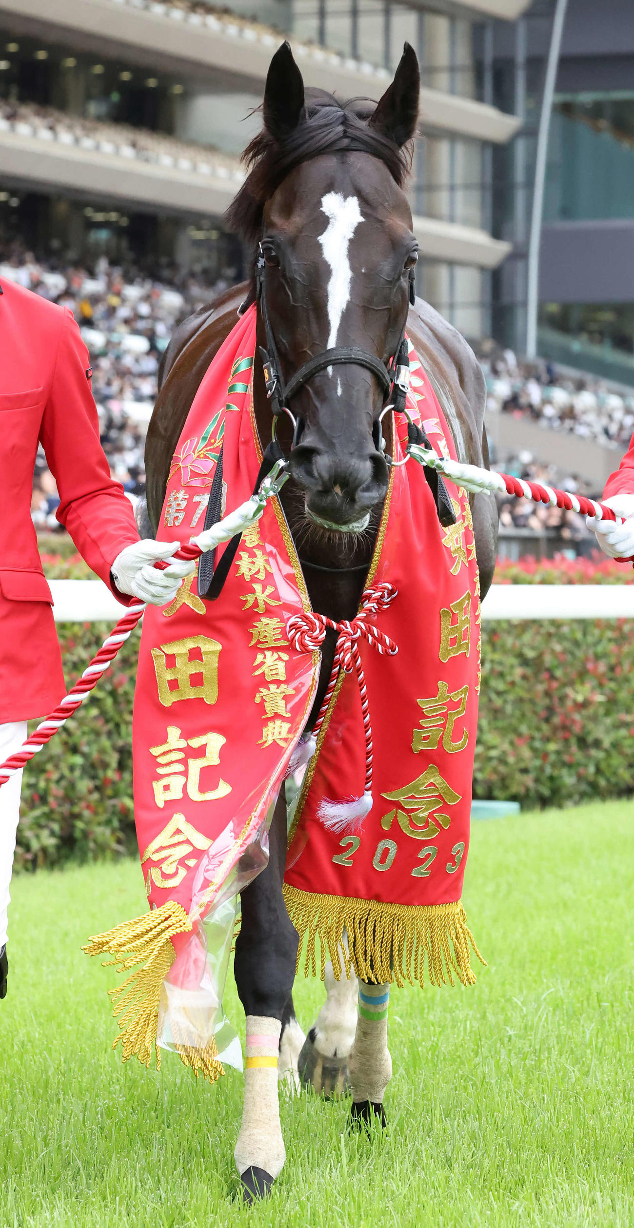 安田記念を連覇したソングライン（2023年6月4日撮影）