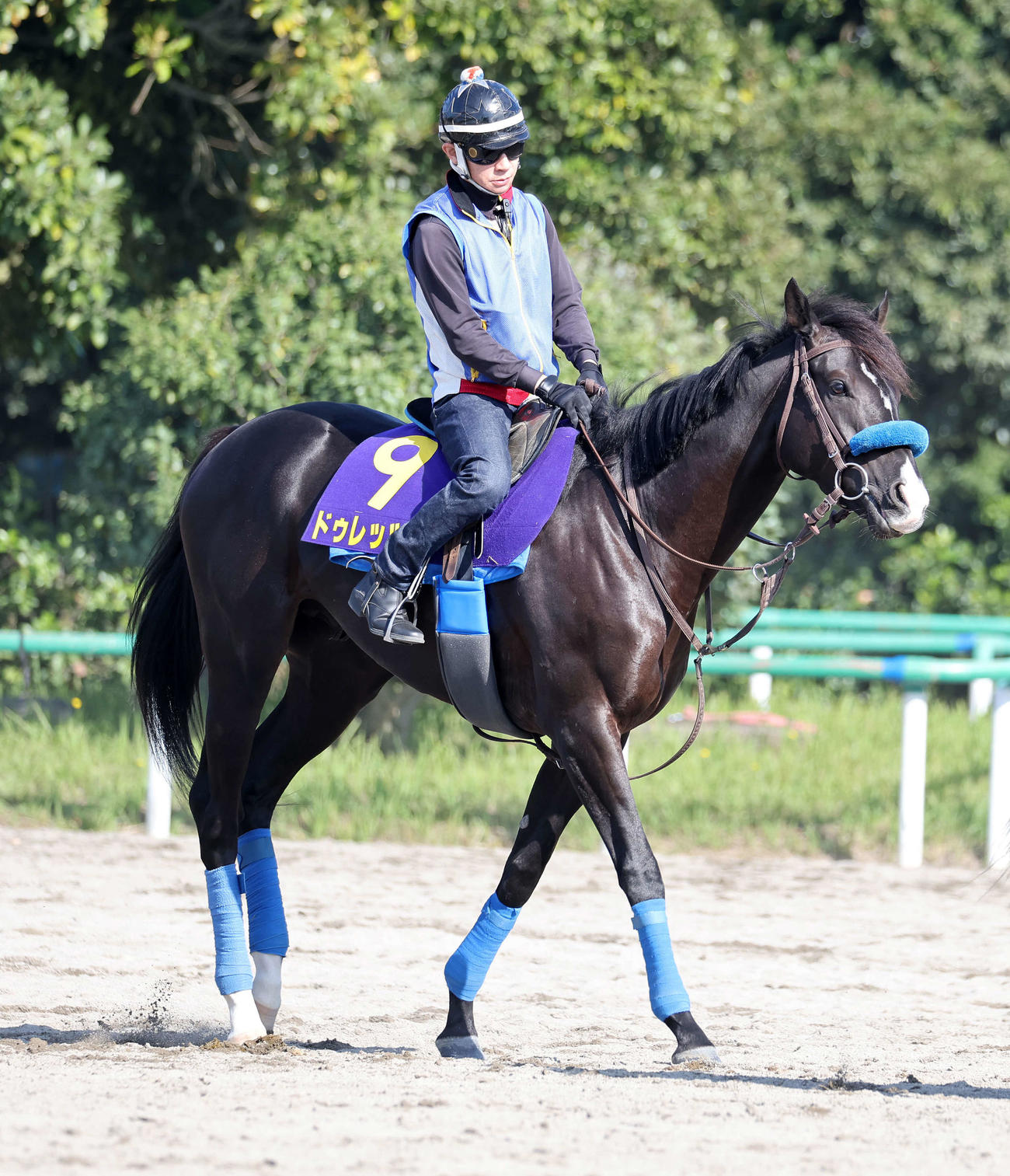 乗り運動するドゥレッツァ（撮影・鈴木正人）
