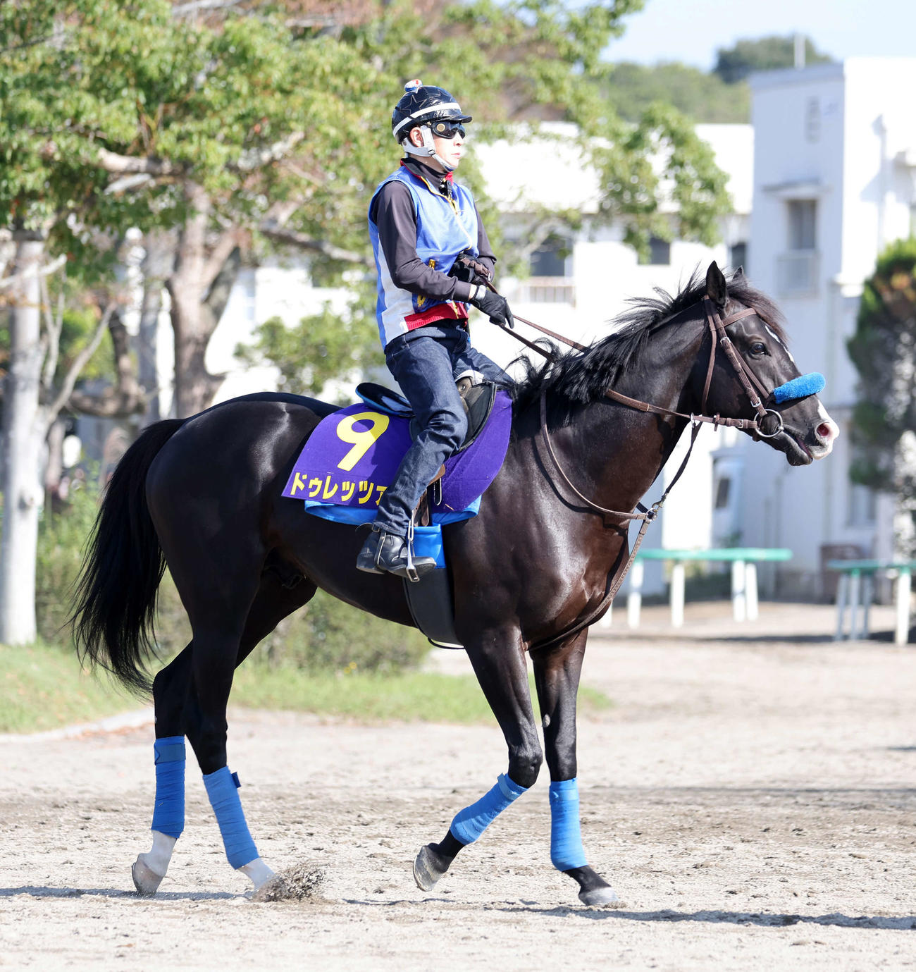 乗り運動するドゥレッツァ（撮影・鈴木正人）