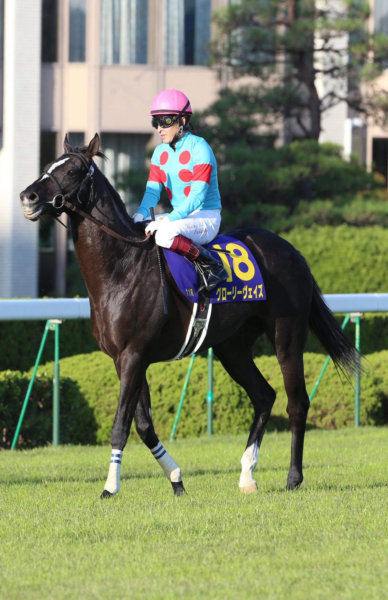 菊花賞5着に終わったグローリーヴェイズ（2018年10月21日撮影）
