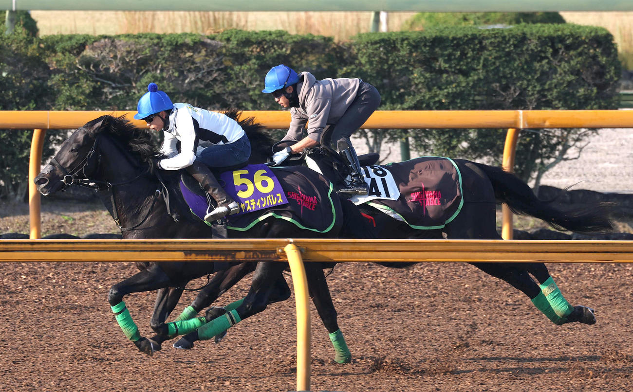 横山武騎手を背にCウッドをフルングニル（右）と併せ馬で追い切るジャスティンパレス（撮影・白石智彦）