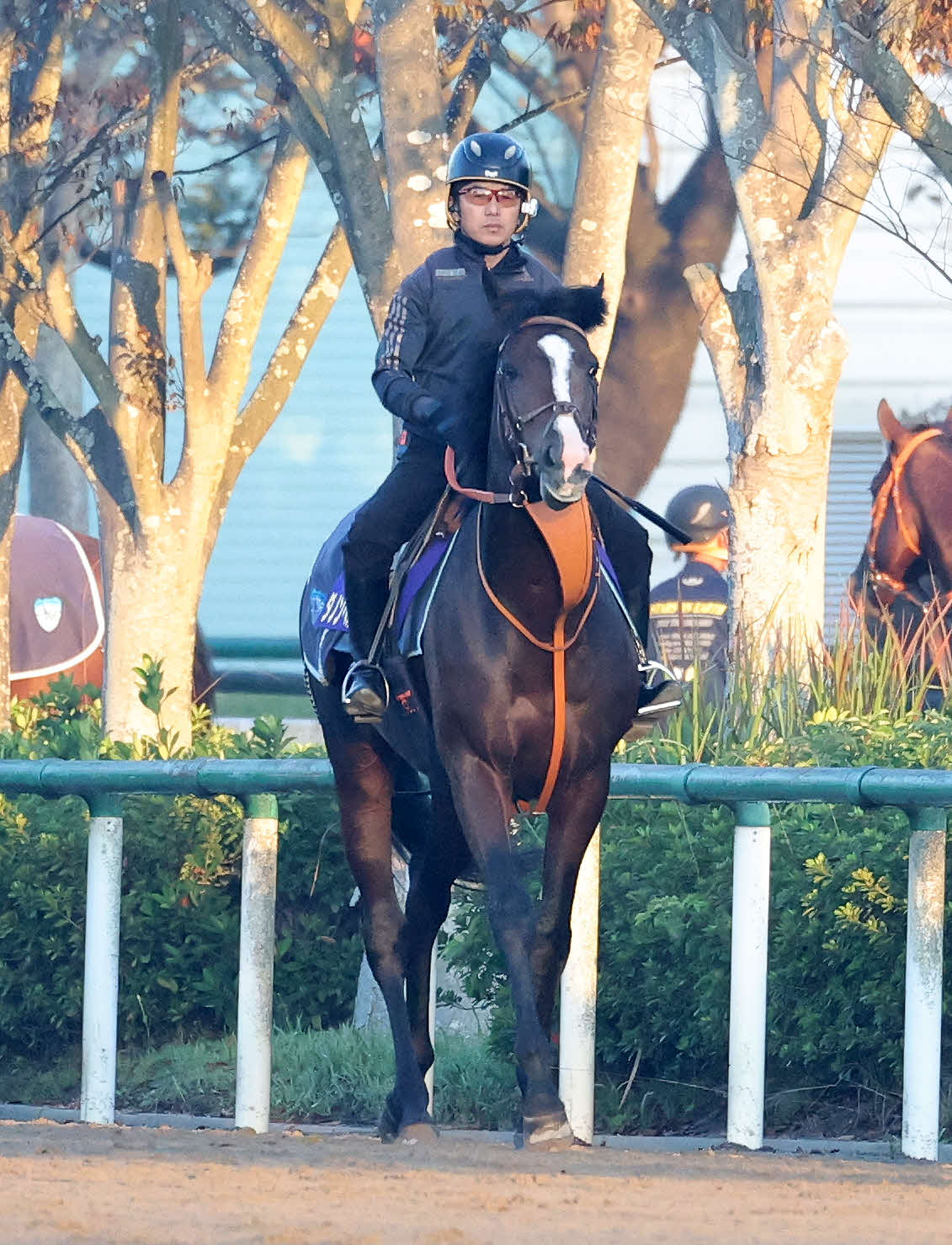 乗り運動するダノンベルーガ（撮影・鈴木正人）