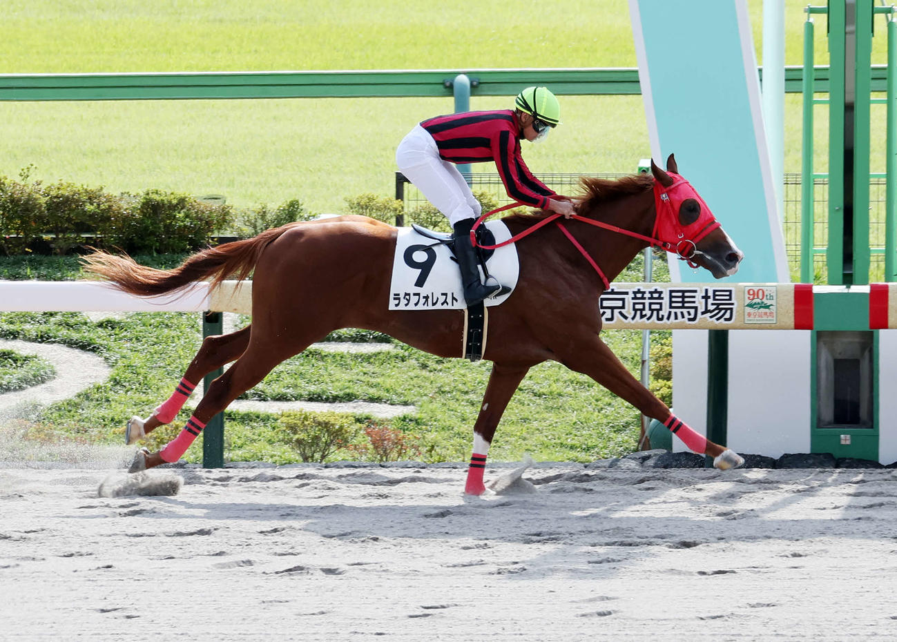 メイクデビュー東京を制したラタフォレストと岩田望来騎手（撮影・鈴木正人）
