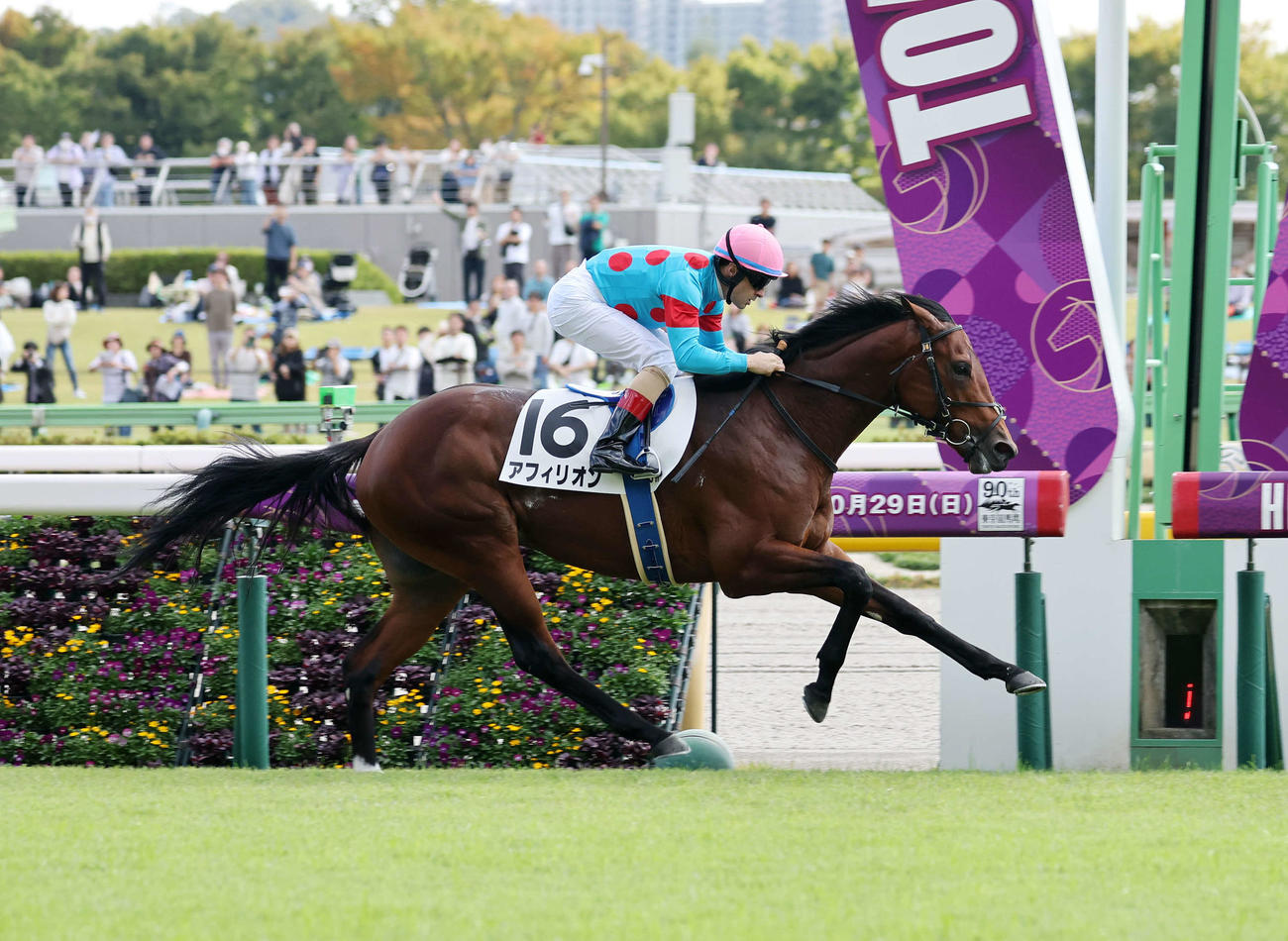 メイクデビュー東京を制したアフィリオンとC・ルメール騎手（撮影・鈴木正人）