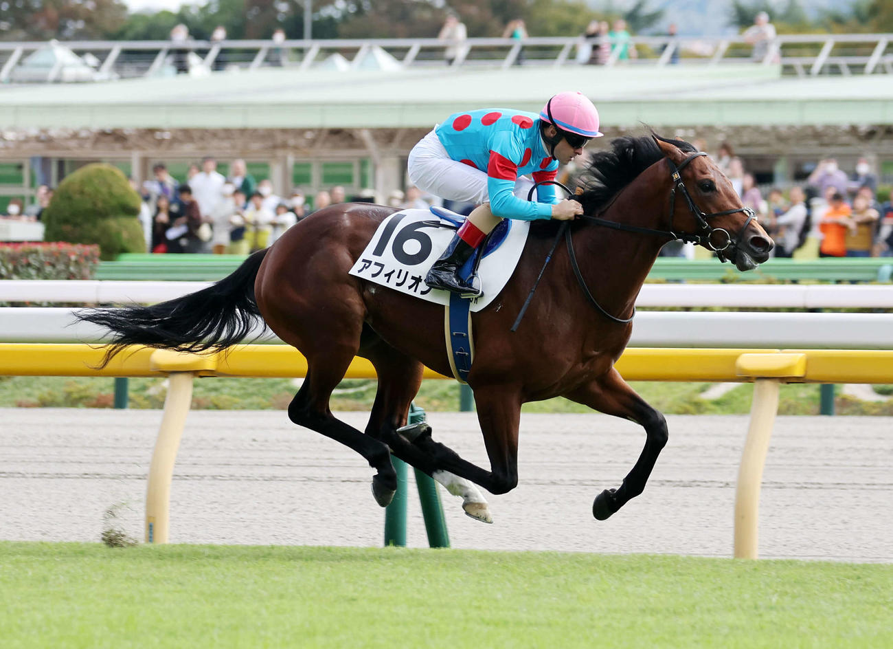 メイクデビュー東京を制したアフィリオンとC・ルメール騎手（撮影・鈴木正人）