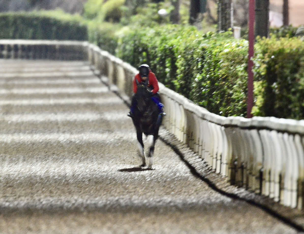 福永祐一技術調教師を背に坂路で最終追い切りを行うシャフリヤール