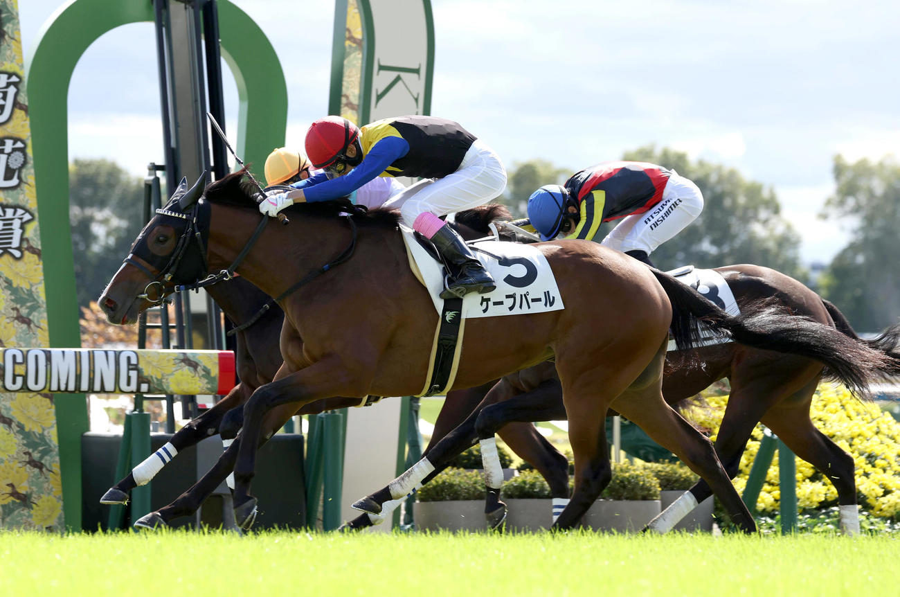 差し切って新馬戦を制したケーブパール（撮影・白石智彦）