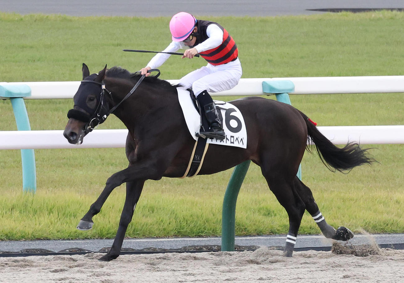 直線抜け出して新馬戦を制したキャストロペペ（撮影・白石智彦）