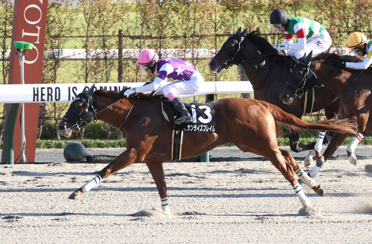 4連勝でオータムリーフSを制したサンライズフレイム（撮影・白石智彦）
