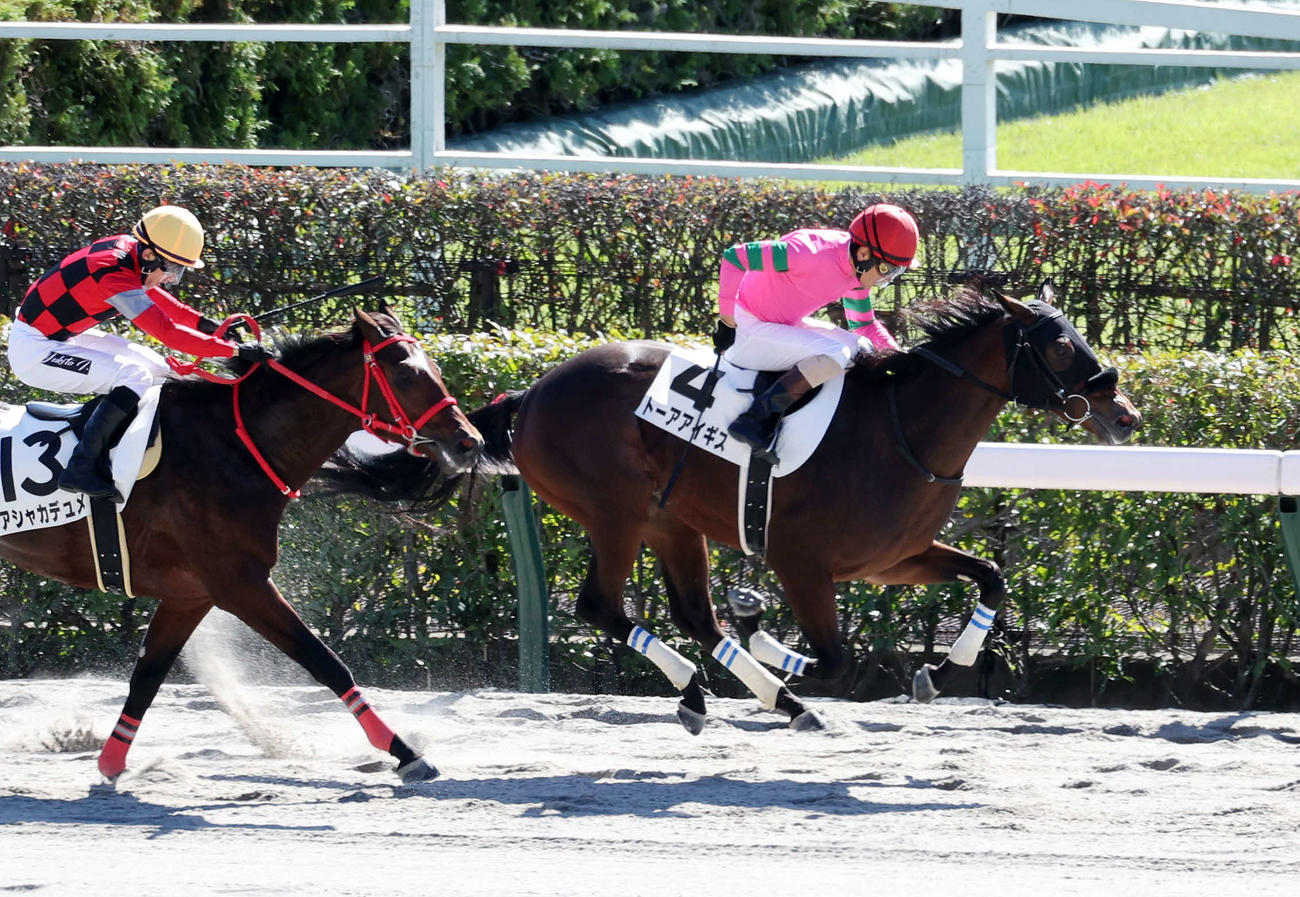 東京4R新馬戦を制したトーアアイギス（右）と勝浦正樹騎手（撮影・鈴木正人）