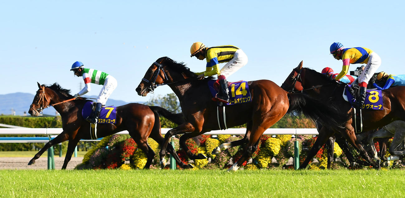 菊花賞2着タスティエーラ（7番）と、3着ソールオリエンス（14番）（撮影・清水貴仁）