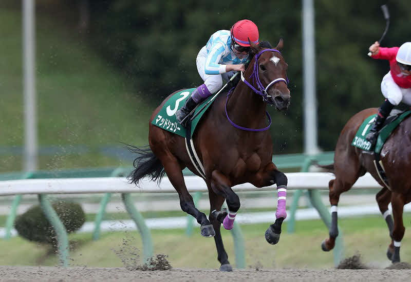 OROターフスプリントをコースレコードで制したマッドシェリー（岩手県競馬組合提供）
