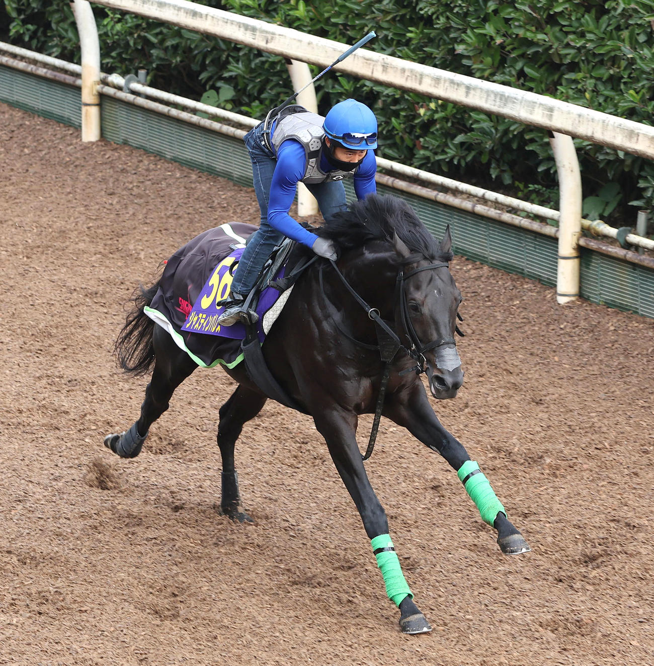 高倉騎手を背に坂路を単走で追い切るジャスティンパレス（撮影・白石智彦）