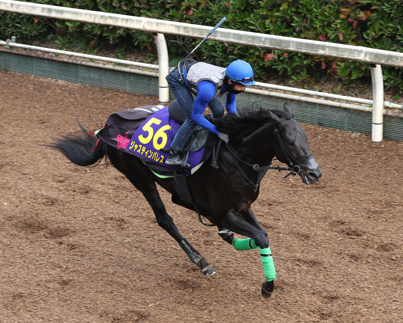 高倉騎手を背に坂路を単走で追い切るジャスティンパレス（撮影・白石智彦）