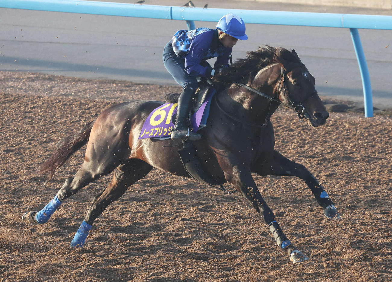 ノースブリッジは岩田康騎手を背に美浦ウッドを力強いフットワークで駆け抜けた（撮影・丹羽敏通）