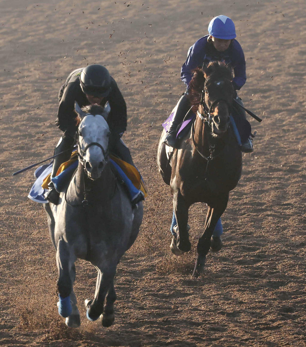 ノースブリッジ（右）は岩田康騎手を背に美浦ウッドを併せ馬で追い切られた（撮影・丹羽敏通）