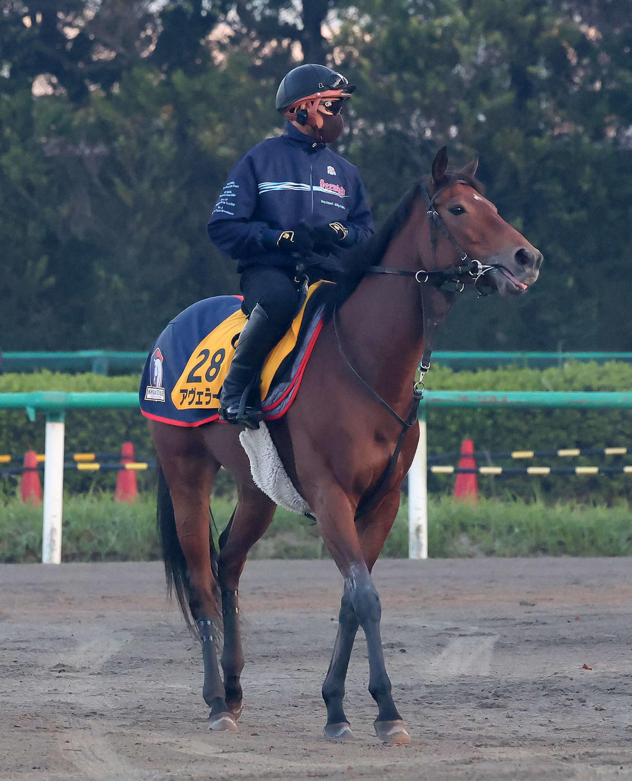 輪乗りをして馬場の開門を待つアヴェラーレ（撮影・丹羽敏通）