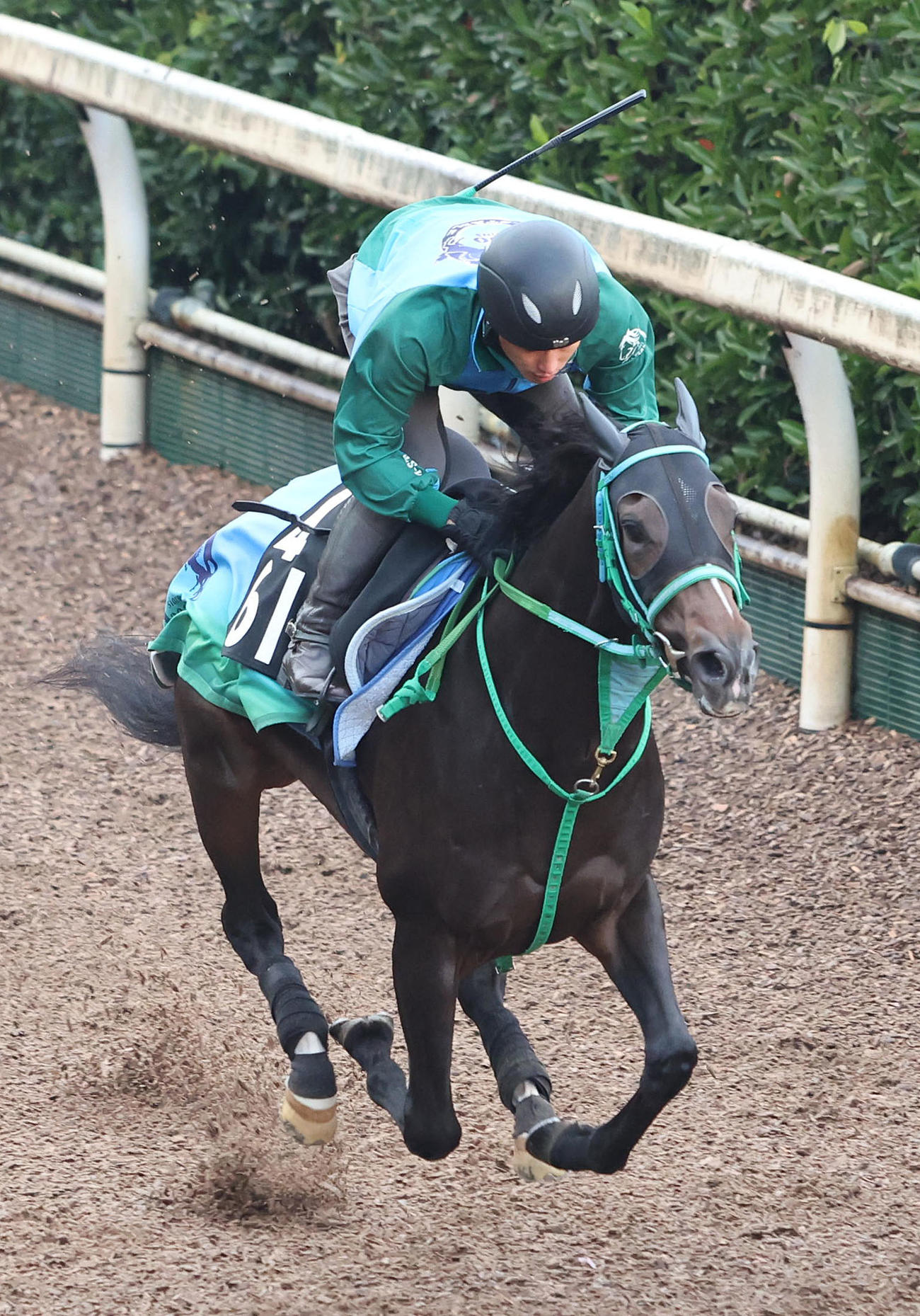 坂路を単走で追い切るサフィラ（撮影・白石智彦）