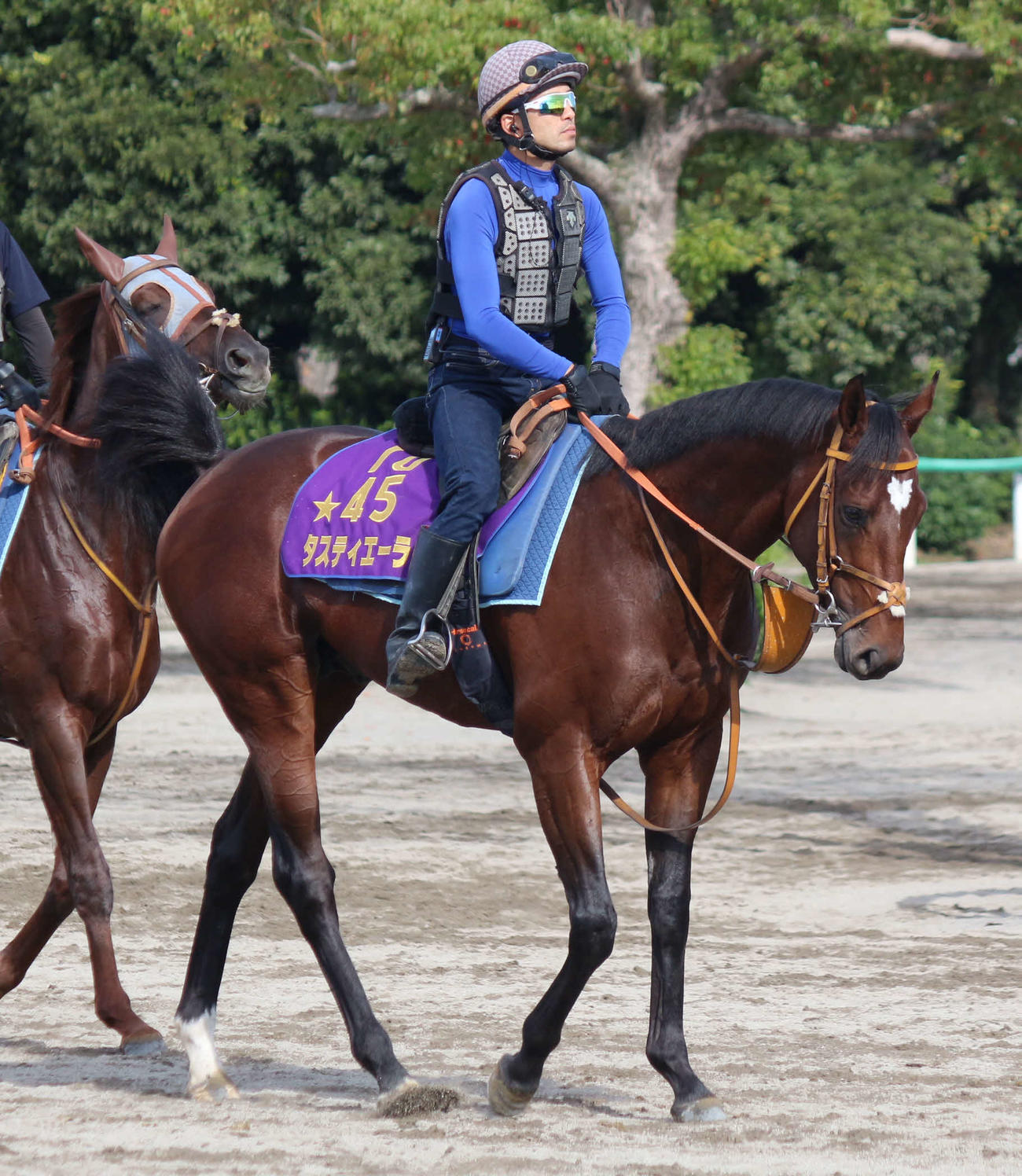 菊花賞翌週の水曜朝、馬場に向かうダービー馬タスティエーラ