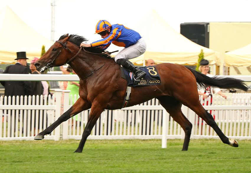 引退が決まったパディントン（C）Coolmore Stud