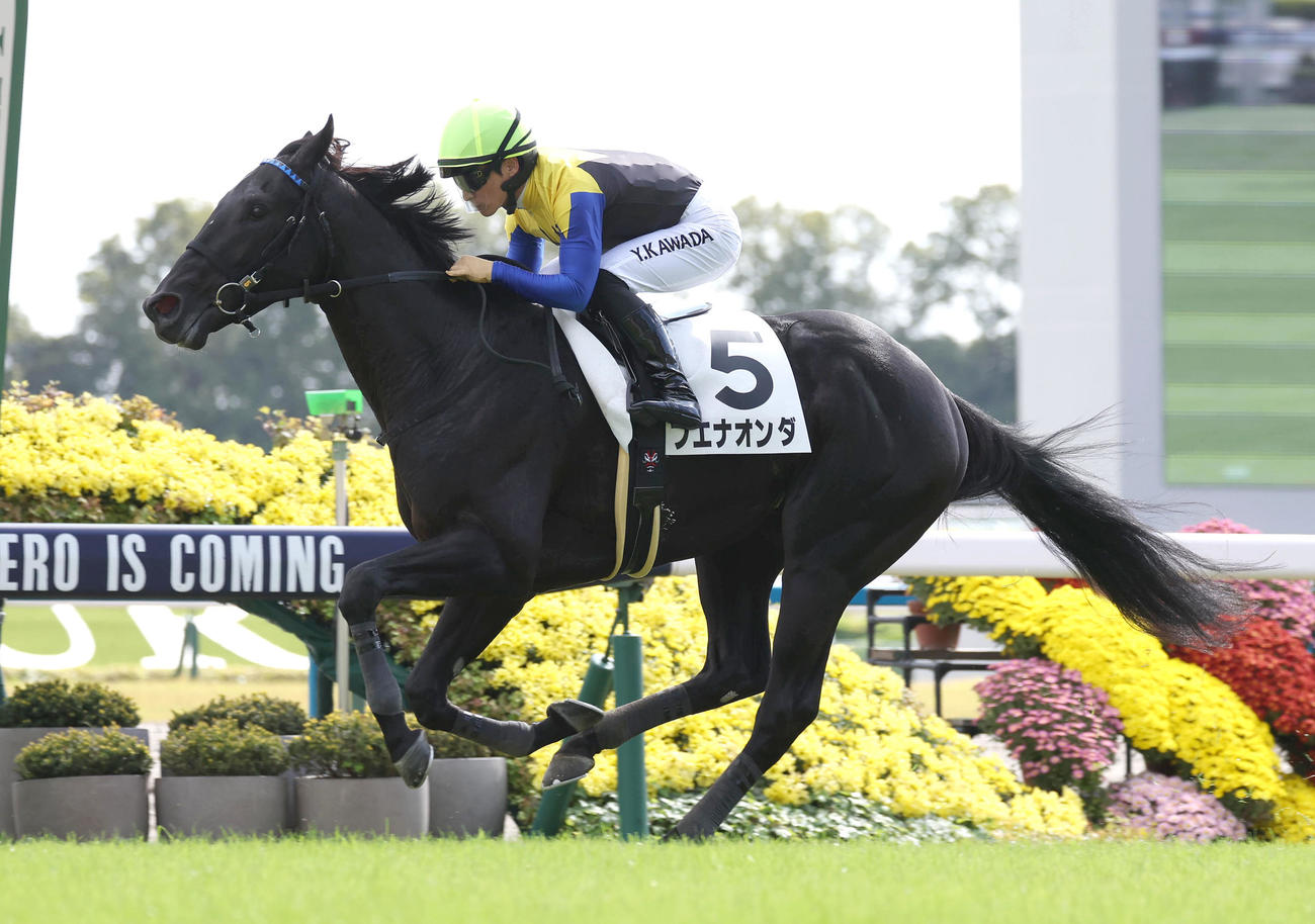 京都5R、直線抜け出して新馬戦を制したブエナオンダ（撮影・白石智彦）