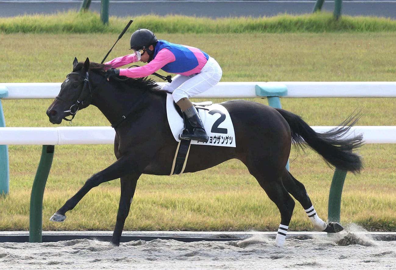 京都4R、逃げ切って新馬戦を制したメイショウザンゲツ（撮影・白石智彦）