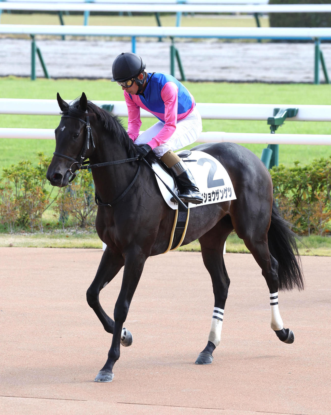 京都4R、新馬戦を制したメイショウザンゲツ（撮影・白石智彦）