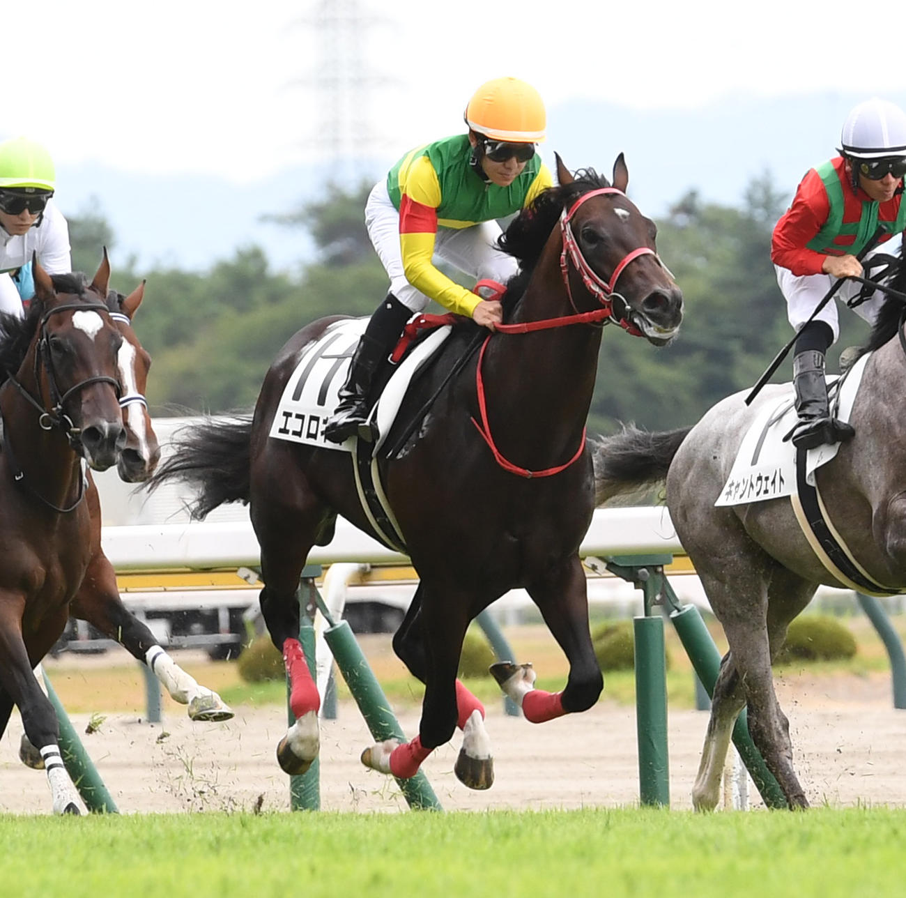 9月2日、新馬戦に出走したエコロネオ