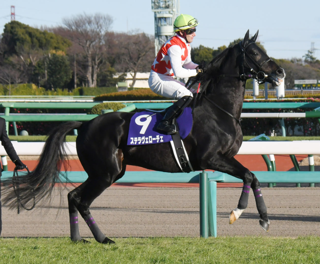 ステラヴェローチェ（2021年12月26日撮影）