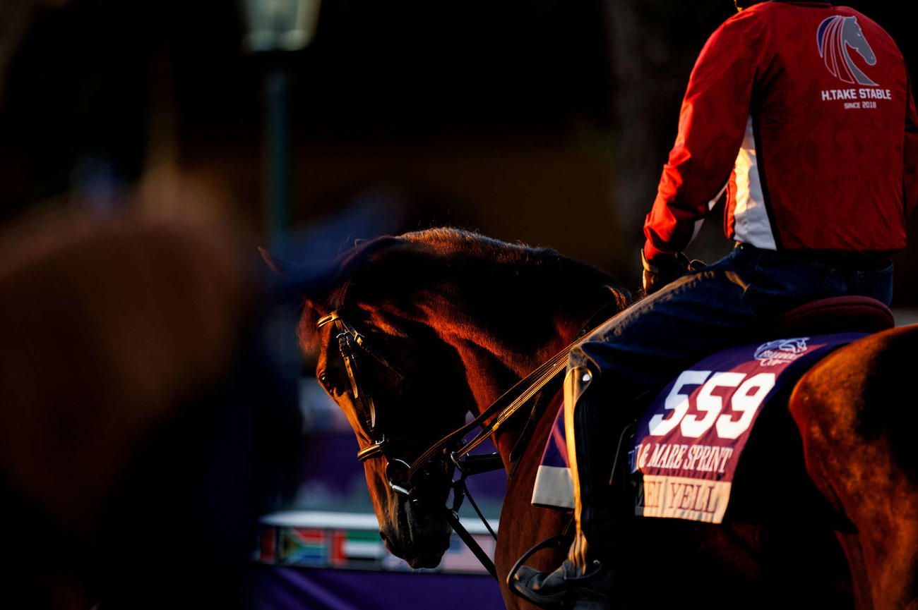 メイケイエール（C）Alex Evers／Eclipse Sportswire／Breeders Cup