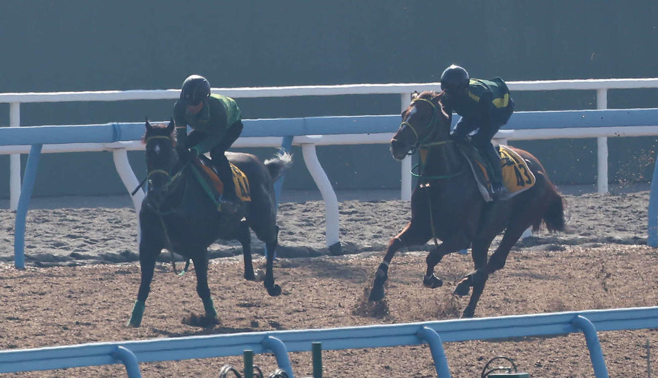 ワールドタキオン（右）は美浦ウッドを併せ馬で追い切られた（撮影・丹羽敏通）