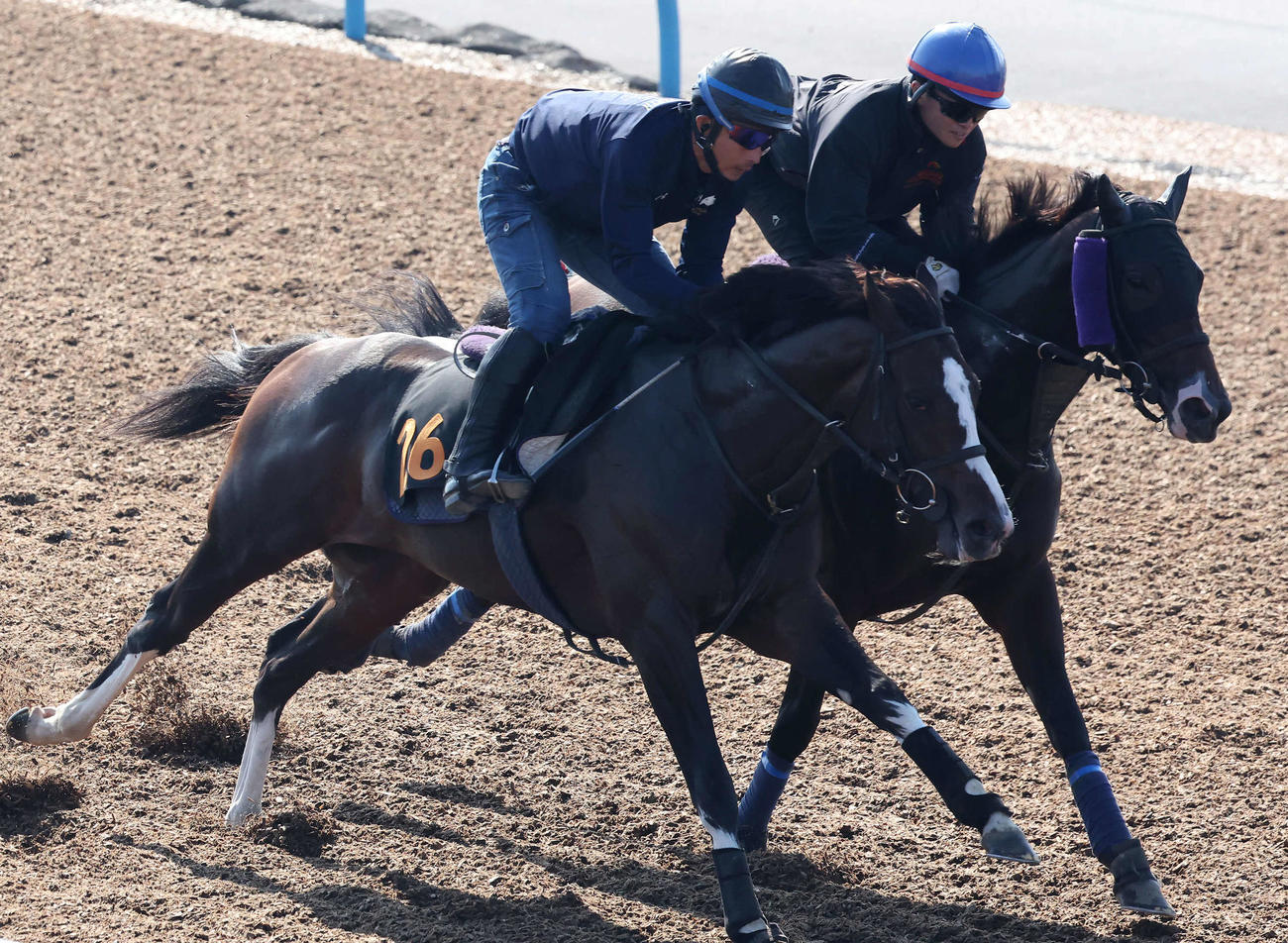 アグラード（左）は美浦ウッドを併せ馬で追い切られた（撮影・丹羽敏通）