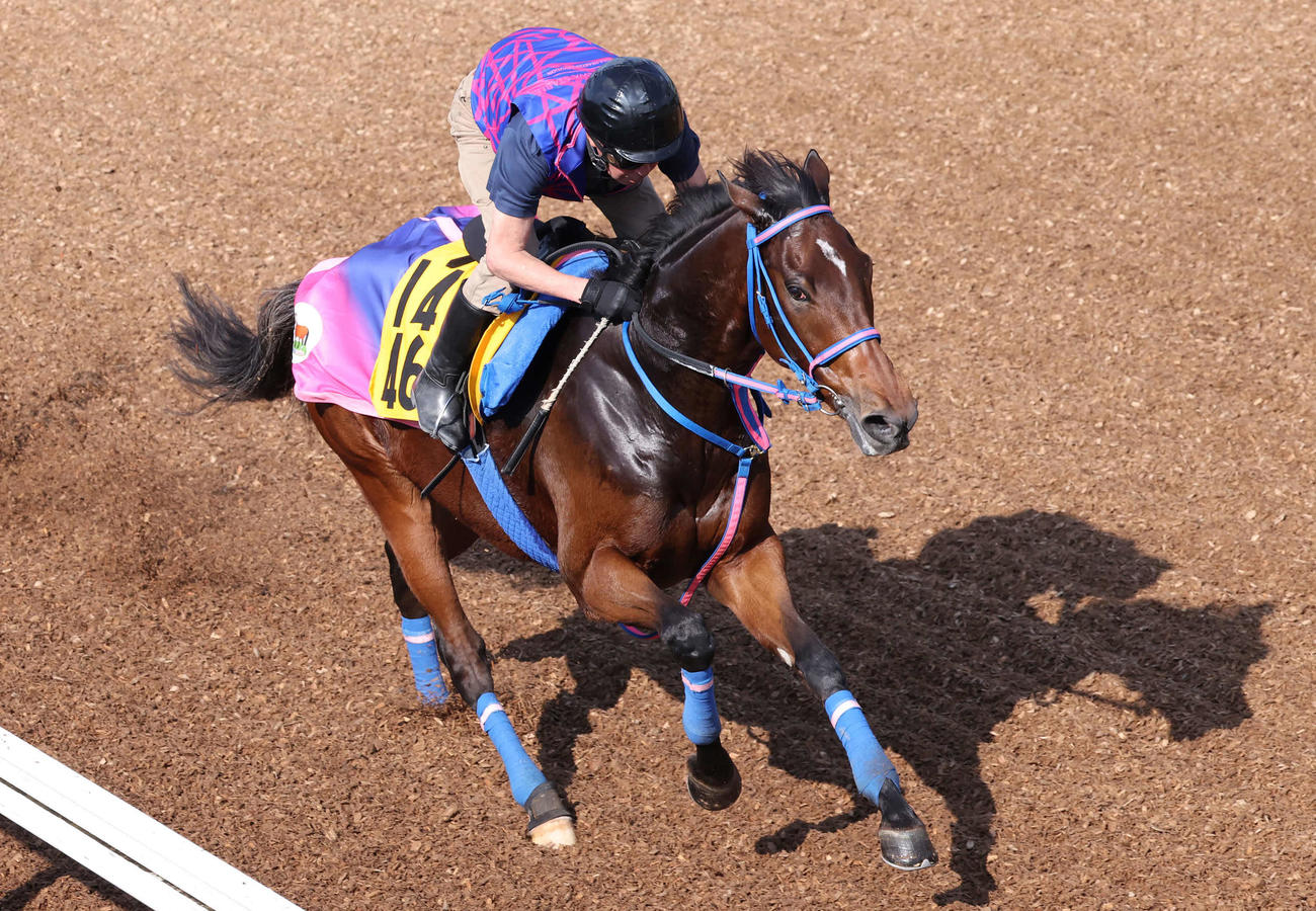 美浦坂路を駆け上がるヒュミドール（撮影・丹羽敏通）