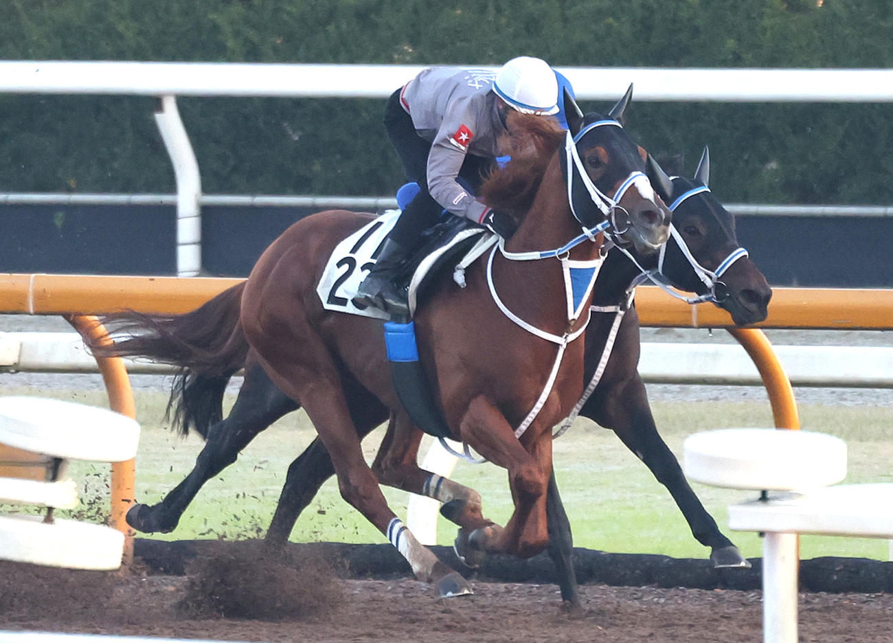 Cウッドをオラヴェリタス（右）と併せ馬で追い切るセラフィックコール（撮影・白石智彦）