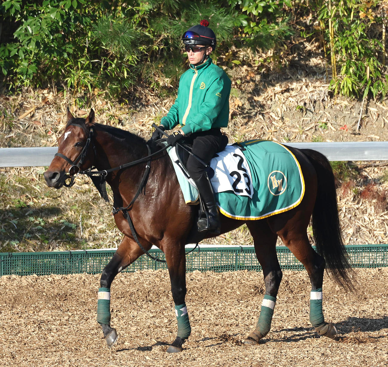 角馬場で運動するウィリアムバローズ（撮影・白石智彦）