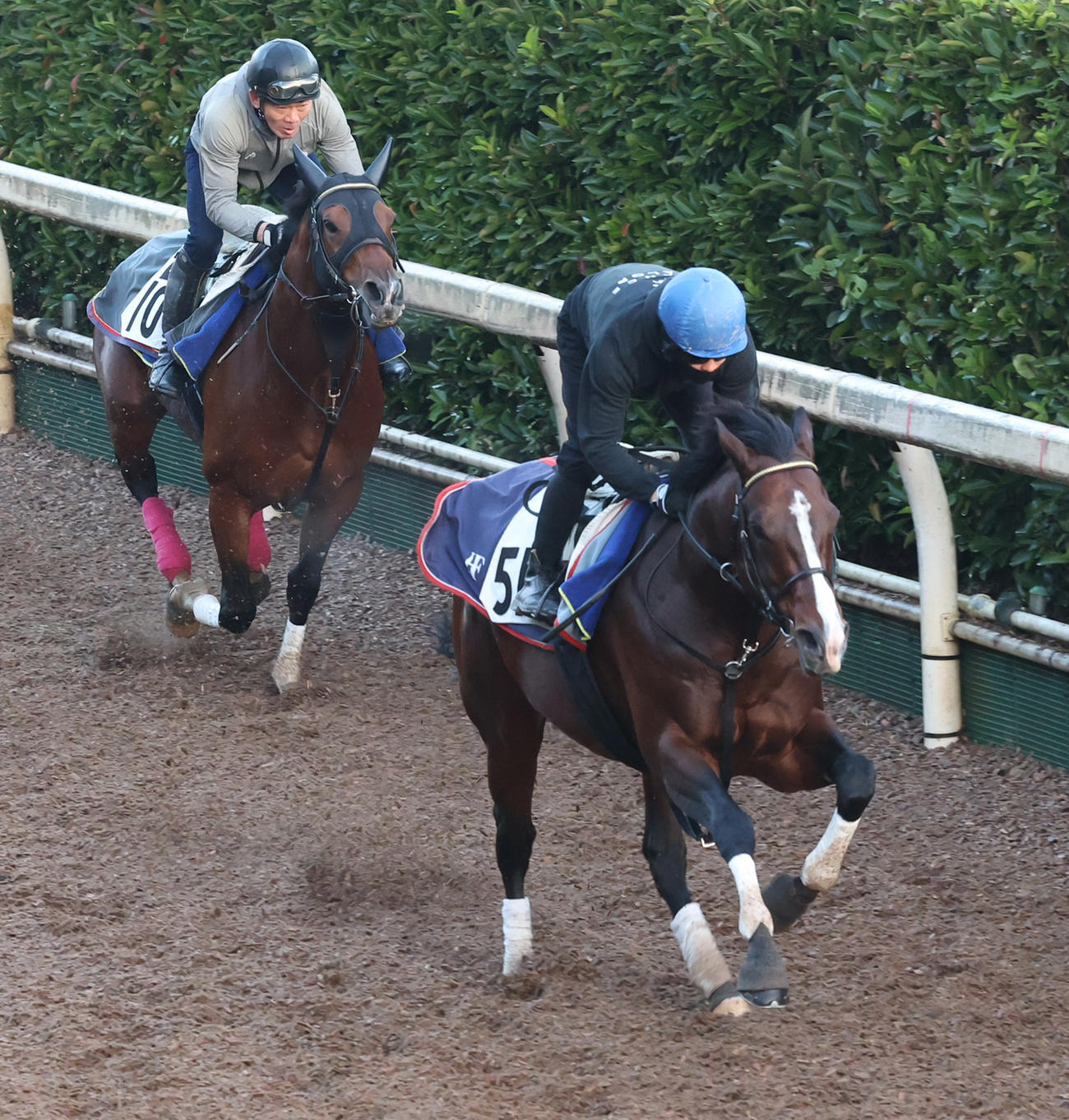 坂路を併せ馬で追い切るアスクドゥラメンテ（手前）