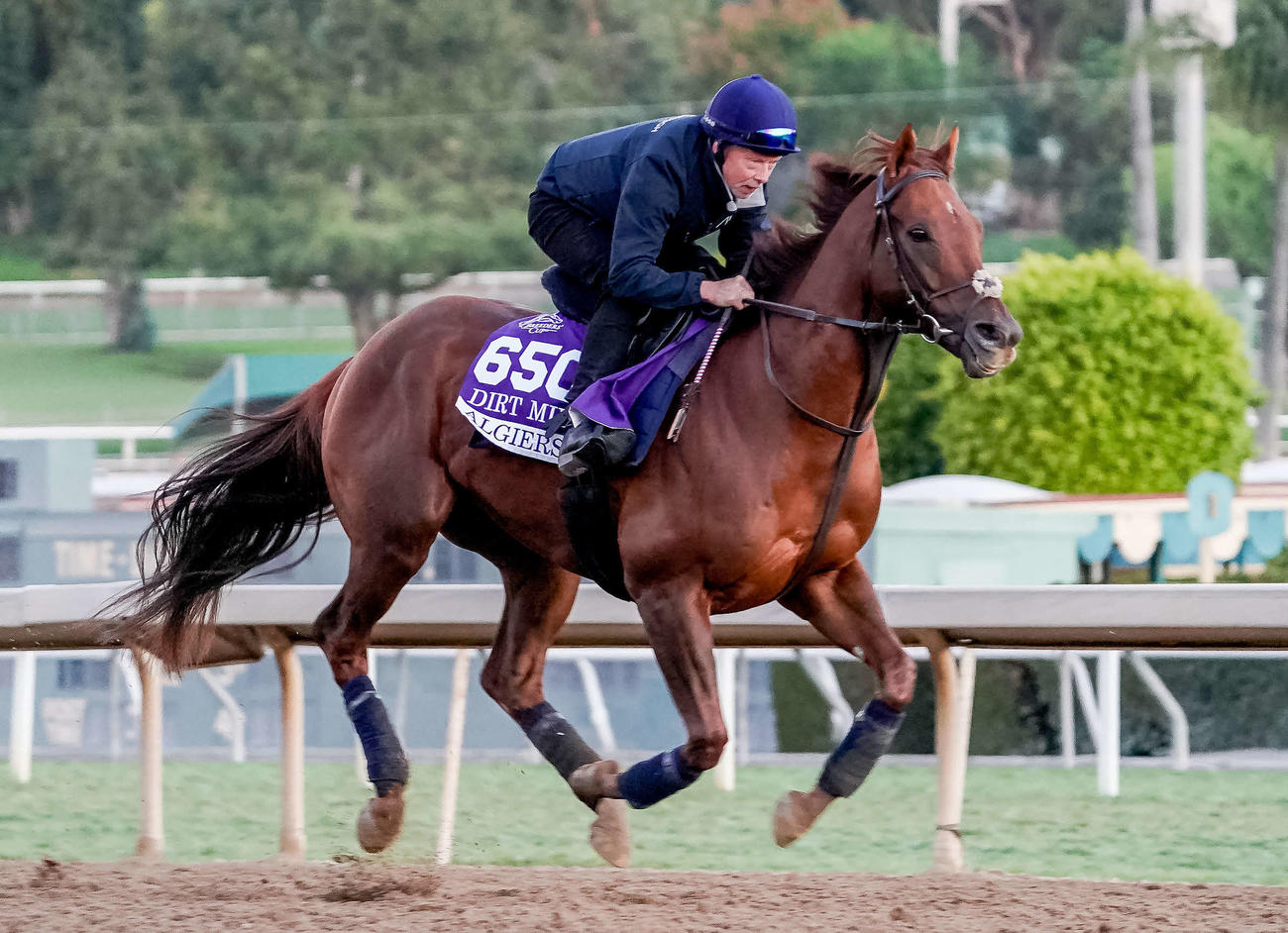 31日朝、サンタアニタ競馬場で調整するアルジールス（C）Scott Serio／Eclipse Sportswire／Breeders Cup