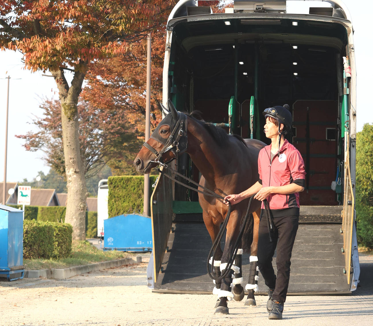 ジャパンCに向け放牧先から帰厩したリバティアイランド（撮影・白石智彦）