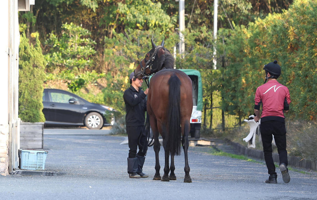 ジャパンCに向け放牧先から帰厩したリバティアイランド（撮影・白石智彦）