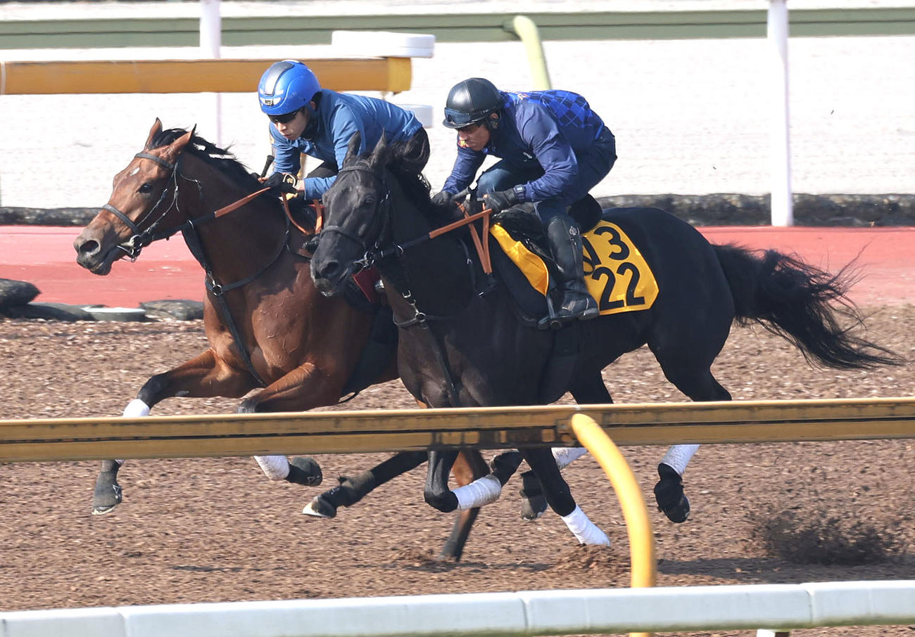 団野騎手を背にCウッドをノワールドゥジェ（右）と併せ馬で追い切るブレイディヴェーグ（撮影・白石智彦）