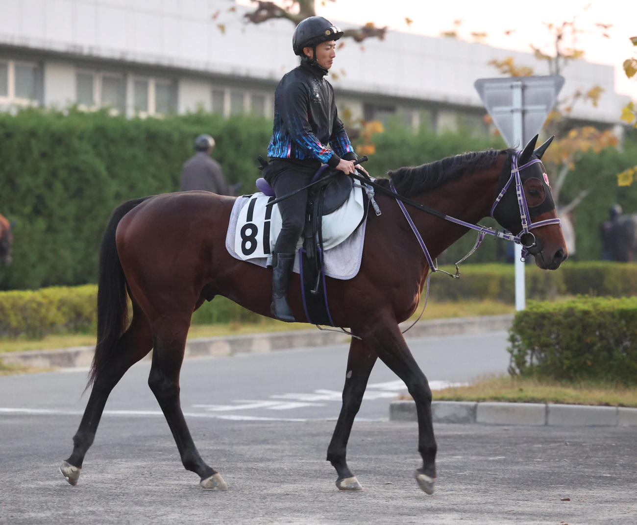 追い切りへ向かうタイセイドレフォン