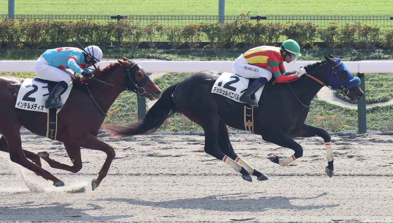 東京4R、2歳新馬戦を制したアッシュルバニパルとモレイラ騎手（撮影・丹羽敏通）