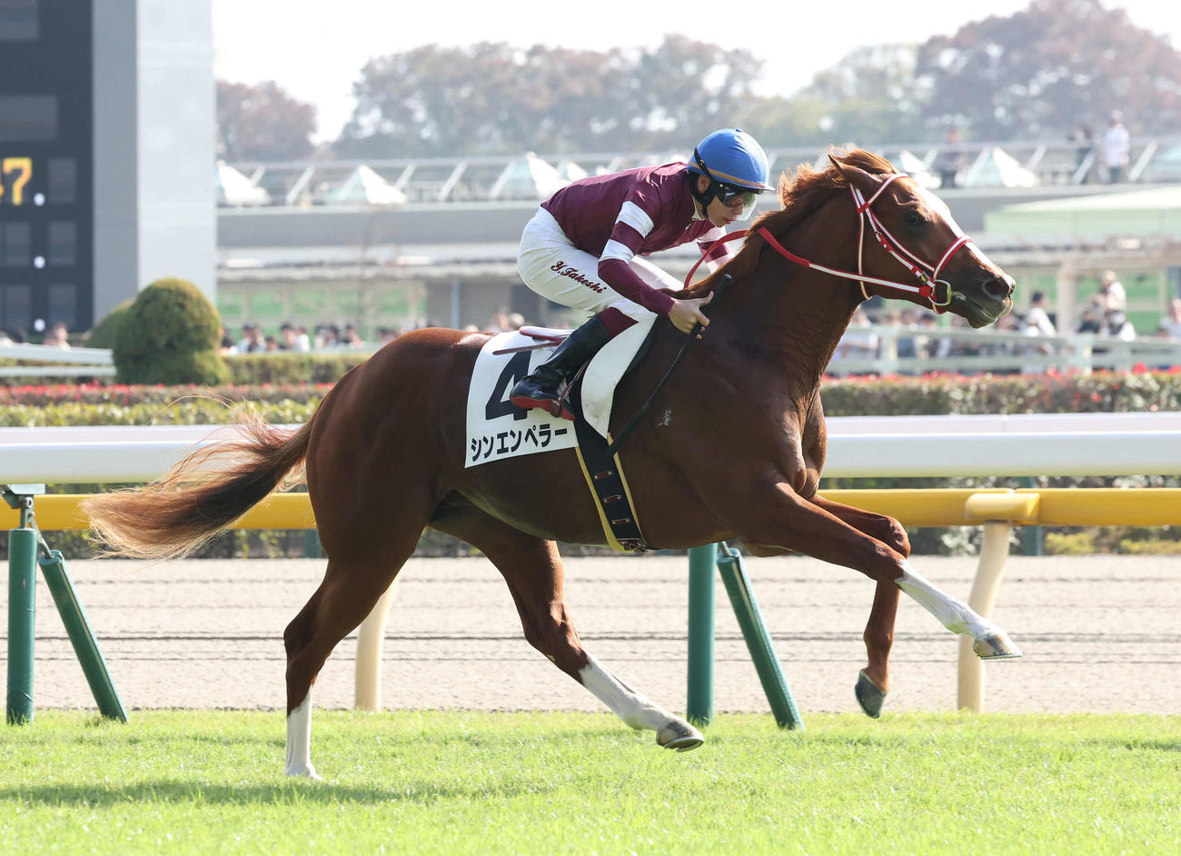 東京5R、2歳新馬戦を制したシンエンペラーと横山武騎手（撮影・丹羽敏通）
