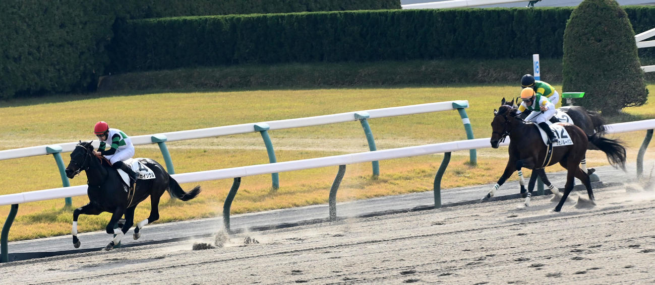 新馬戦を大差勝ちしたエイカイソウル（撮影・前岡正明）