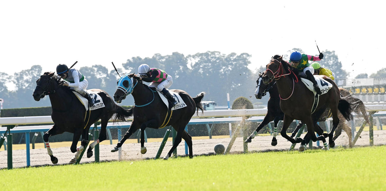 京都5R新馬戦を制したミスタージーティー（右）（撮影・前岡正明）