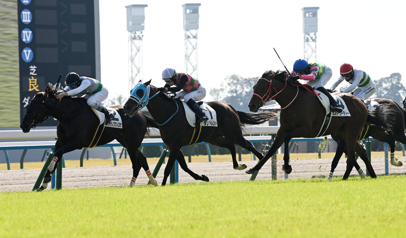 京都5R新馬戦を制したミスタージーティー（右）（撮影・前岡正明）